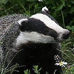 Profile Picture of Richard Pascoe (@rjpascoe) on Flickr