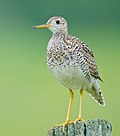 Profile Picture of Upland sandpiperon Wikipedia