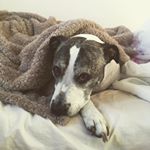 Profile Picture of Leo Morrison (@leomorrison43) on Instagram