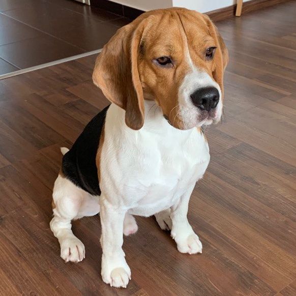 Profile Picture of BADI HELP (@yanina.golovko) on Tiktok