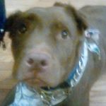 Profile Picture of Bianca Torres-Gamboa (@biancat211) on Instagram