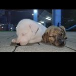 🦋 Holi somos unos perritos llenos de amor❤ - Instagram Profile Picture of 🦋 Holi somos unos perritos llenos de amor❤ (@candyyoso317) on Instagram