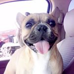 Profile Picture of Delores The Frenchie (@delores_the_frenchie) on Instagram