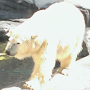 Profile Picture of Alice Kuo (@Kyins) on Youtube