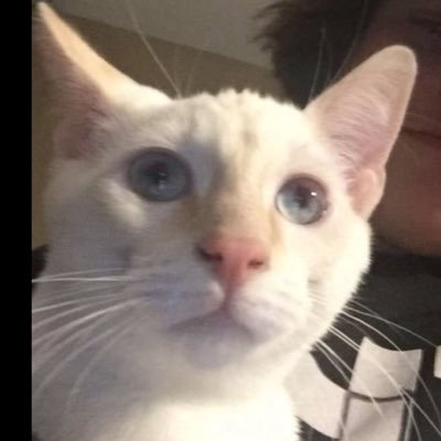 Profile Picture of Damien Nicholson (@sovietpickle12) on Twitter