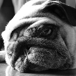 Profile Picture of Jose Miguel Duran Quijada (@jose miguel duran quijada) on Flickr