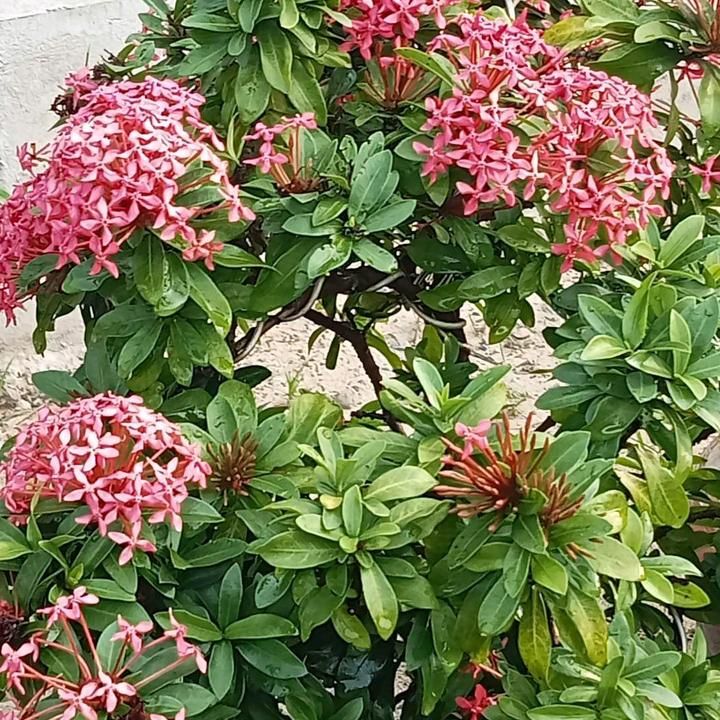 Profile Picture of SherylYoder (@dshievtrp8c) on Tiktok