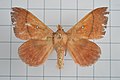 Profile Picture of Odonestis bherobaon Wikipedia
