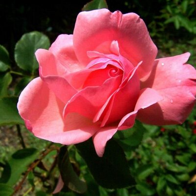 Profile Picture of NANCY VISCONTI (@NANOVI58) on Twitter