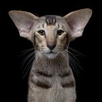 Profile Picture of David (@we_love_oriental_shorthair) on Instagram