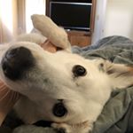 Profile Picture of Hilary Wheeler (@dogtorhil) on Instagram