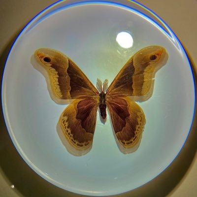 Profile Picture of Isabella Cuellar (@IsabellaCuella6) on Twitter