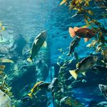 Profile Picture of Soumya Turlapaty (@soumya.turlapaty) on Instagram