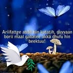 Profile Picture of Gammee Mulaatuu (@Gammee-Mulaatuu) on Facebook