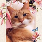 Profile Picture of Tennessee Felines (@jerry_wayne_and_friends_) on Instagram