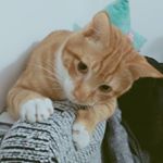 Profile Picture of Zhang (@yifengzhangsz) on Instagram