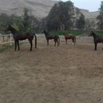 Profile Picture of hernan lazo (@lazolimapolo) on Instagram