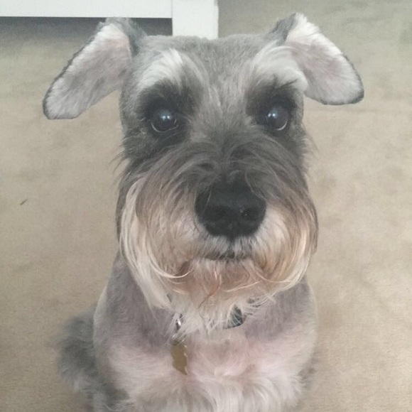 Profile Picture of Melissa Garavito (@meligara04) on Poshmark