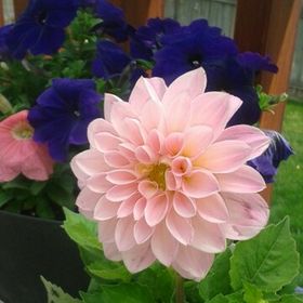 Profile Picture of Crystal Atkinson (@sprinkleface) on Pinterest