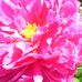 Profile Picture of Anne Arthur (@anne.arthur.9026) on Facebook