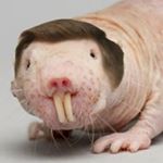 Profile Picture of Naomi Bates (@mickeythemolerat) on Instagram