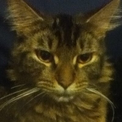 Profile Picture of Amanda Hatcher (@amandahatcher10) on Twitter
