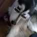 Profile Picture of Diane Dixon (@dideescasa) on Pinterest