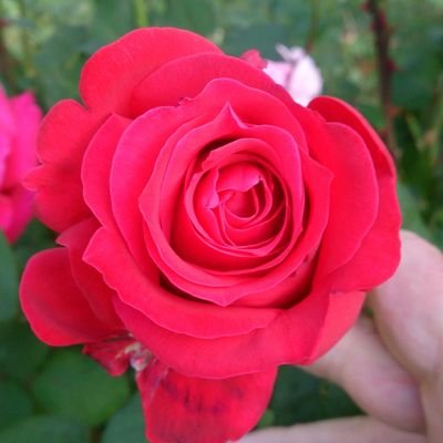 Profile Picture of Jose Ignacio Dulce P (@nestazar64) on Twitter