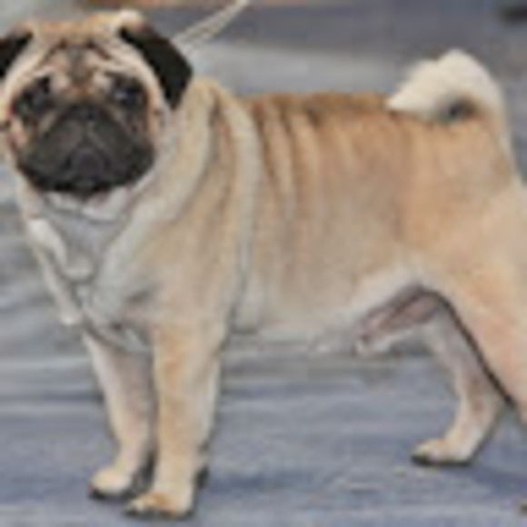 Profile Picture of Mlissa Hassan (@mruelle38) on Poshmark