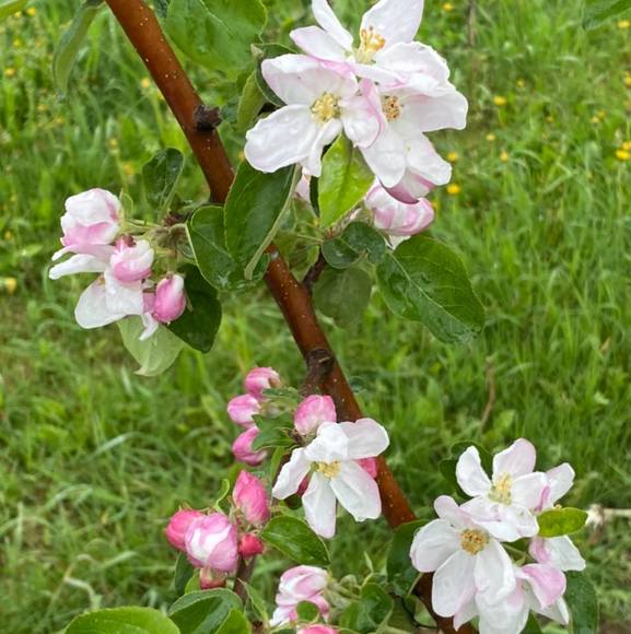 Profile Picture of Rebecca Schrantz (@rschrantz1) on Poshmark