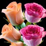 Arlene Fillartos Tabor - Instagram Profile Picture of Arlene Fillartos Tabor (@arlenesilverio) on Instagram