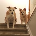 Profile Picture of Toby and Teddy Terwilliger (@tob.n.teddy) on Instagram