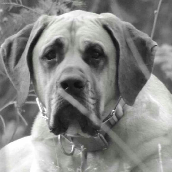 Profile Picture of Sean Veley (@veley) on Poshmark