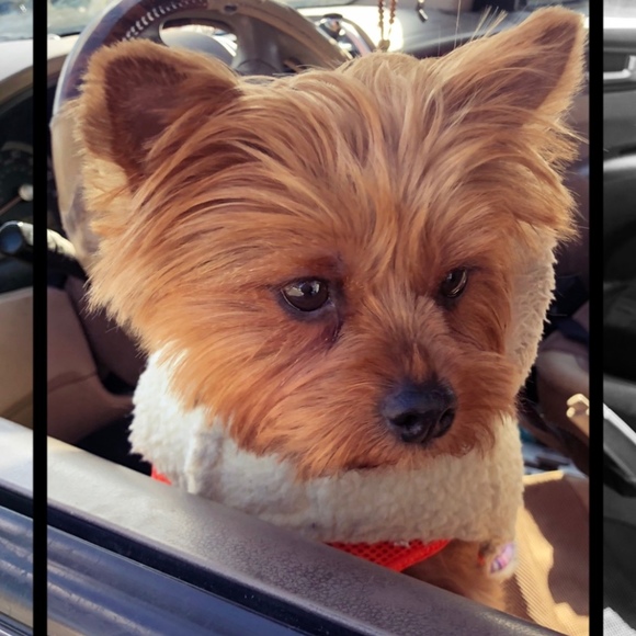 Profile Picture of Richard Carabello (@md107235) on Poshmark