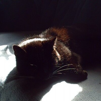 Profile Picture of Paul Palm (@Knuddel02) on Twitter