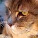 Profile Picture of Ralph Kennedy (@ralph2963) on Pinterest