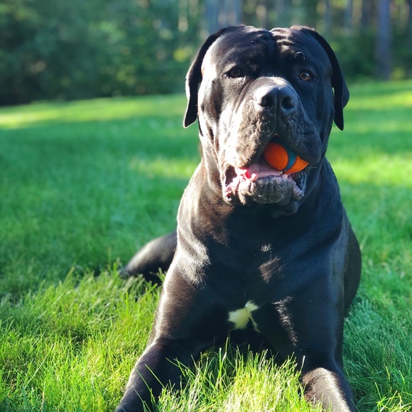 Profile Picture of Kirsten Krumvieda (@stabbyunicorn) on Poshmark