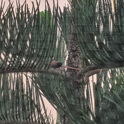 Profile Picture of Beatriz Walsh (@WalshBeatriz) on Twitter