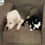 Profile Picture of Athena & Kitty (@athena_valerio) on Instagram