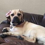 Profile Picture of Austin Miles🐶❣️ (@babyausthepuggle) on Instagram