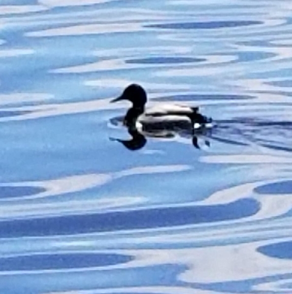 Profile Picture of Caroline Brayley (@c_brayley) on Poshmark