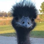 Profile Picture of Ben Moeller (@moeller_ben) on Instagram