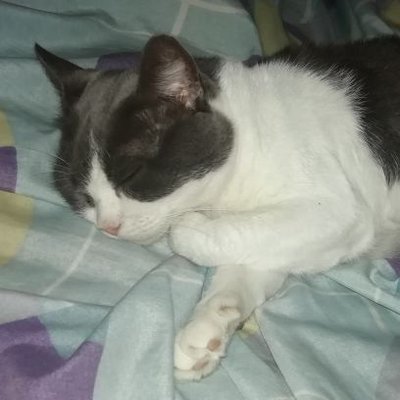 Profile Picture of Jimmy Alexander Lema Ruiz (@JimmyAl39194819) on Twitter