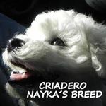 Profile Picture of Maria Gabriela Labruna (@naykasbreed) on Instagram