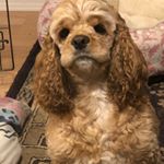Profile Picture of Shelly Spencer (@shellyspencer1969) on Instagram