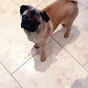 Profile Picture of arthurpug1 (@@arthurpug1) on Tiktok