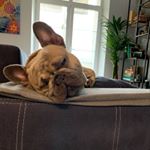 Profile Picture of Французский Бульдог, Барри (@barryfrenchbulldog) on Instagram