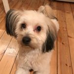 Profile Picture of Janet Norling (@bonde15) on Instagram