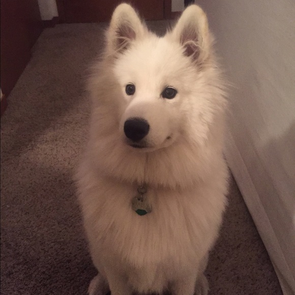 Profile Picture of Sam Sousek (@sks4321) on Poshmark