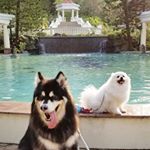 Bear | Rocky - Instagram Profile Picture of Bear | Rocky (@bear_rocky) on Instagram